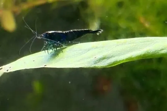 Neocaridina Blue Velvet/Black Rose, Małopolskie, Kraków