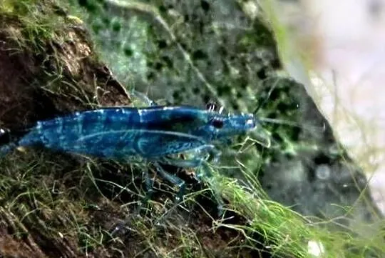 Neocaridina Blue Velvet/Black Rose, Małopolskie, Kraków