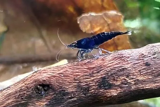 Neocaridina Blue Velvet/Black Rose, Małopolskie, Kraków