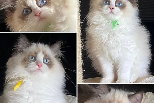 Kocurek Ragdoll rodowód FIFE