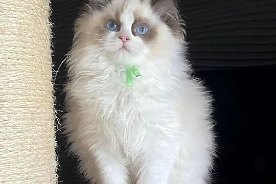 Kocurek Ragdoll rodowód FIFE, Zachodniopomorskie, Szczecin