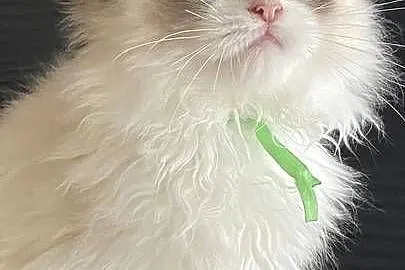 Kocurek Ragdoll rodowód FIFE, Zachodniopomorskie, Szczecin
