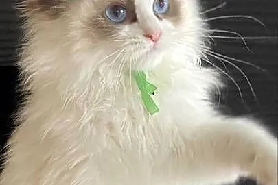 Kocurek Ragdoll rodowód FIFE, Zachodniopomorskie, Szczecin