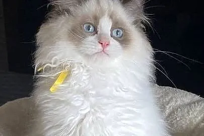 Kocurek Ragdoll rodowód FIFE, Zachodniopomorskie, Szczecin