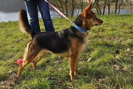 Młoda wesoła NIUNIA szuka domu!,  warmińsko-mazurskie Olsztyn