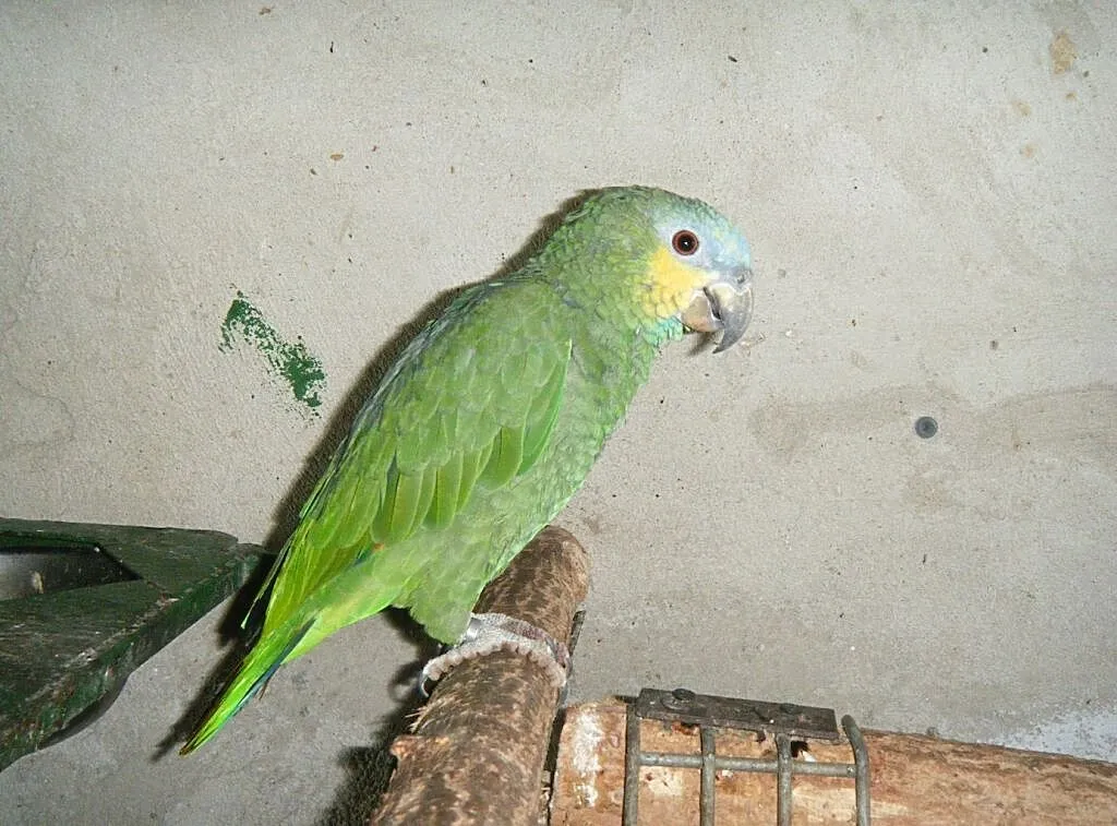 Amazonka Modrobrewa (kurika), , Ceków