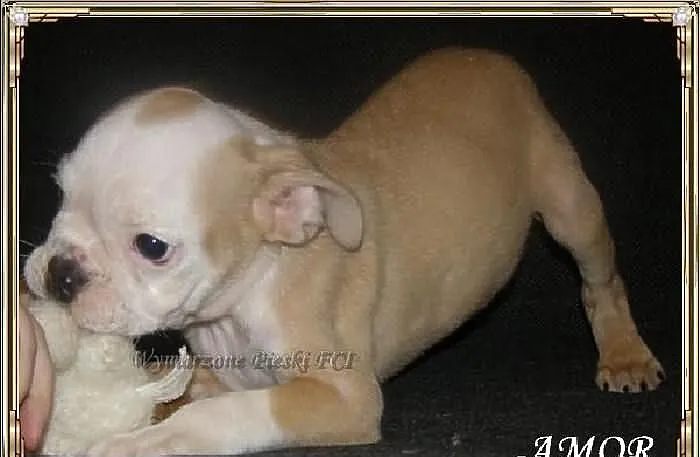 AMOR Piesek buldoga angielskiego ZKwP (FCI) - WOLN