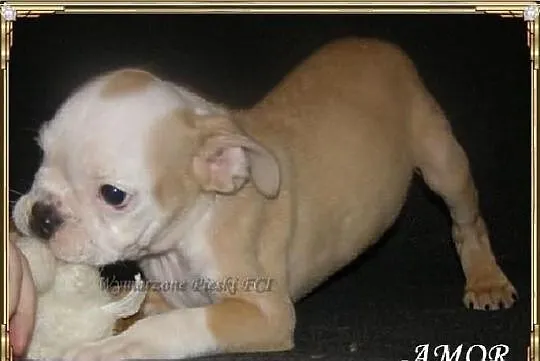 AMOR Piesek buldoga angielskiego ZKwP (FCI) - WOLNY