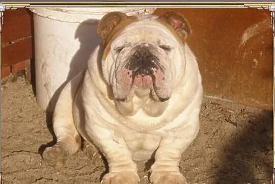 AMOR Piesek buldoga angielskiego ZKwP (FCI) - WOLN