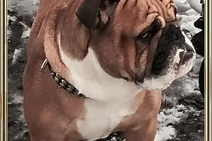 AMOR Piesek buldoga angielskiego ZKwP (FCI) - WOLN