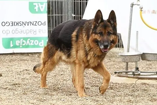 Heniu szuka doświadczonego opiekuna
