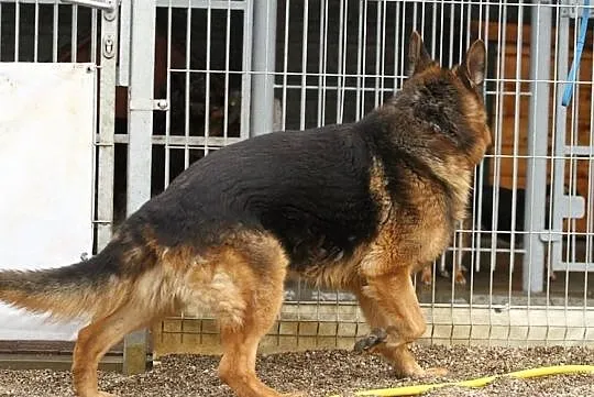 Heniu szuka doświadczonego opiekuna, Wielkopolskie, Poznań