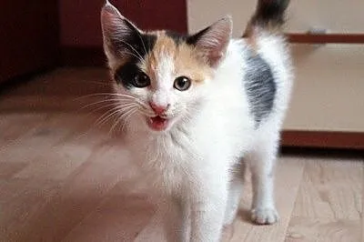 Sasza