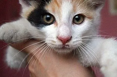 Sasza