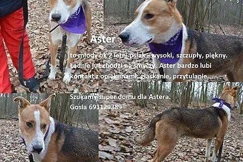 Aster młody sympatyczny piesek szuka kochającego domku,  Kundelki cała Polska
