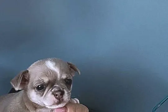 Chihuahua Rodowodowy Krótkowłosy Królewicz Niebieski