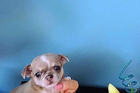 Chihuahua Rodowodowy Krótkowłosy Królewicz Niebieski, Łódzkie, Zgierz