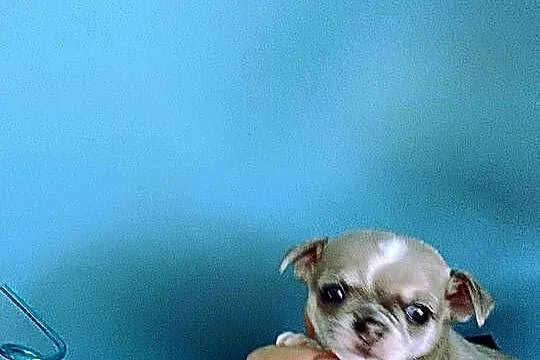 Chihuahua Rodowodowy Krótkowłosy Królewicz Niebieski, Łódzkie, Zgierz