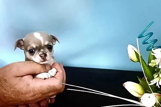 Chihuahua Rodowodowy Krótkowłosy Królewicz Niebieski, Łódzkie, Zgierz