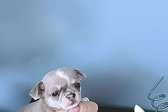 Chihuahua Rodowodowy Krótkowłosy Królewicz Niebieski, Łódzkie, Zgierz