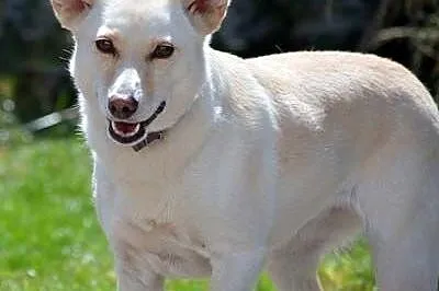 MILKA - śliczna, delikatna suczka szuka domu,  maz