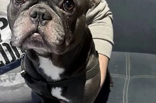 Buldog Francuski Reproduktor