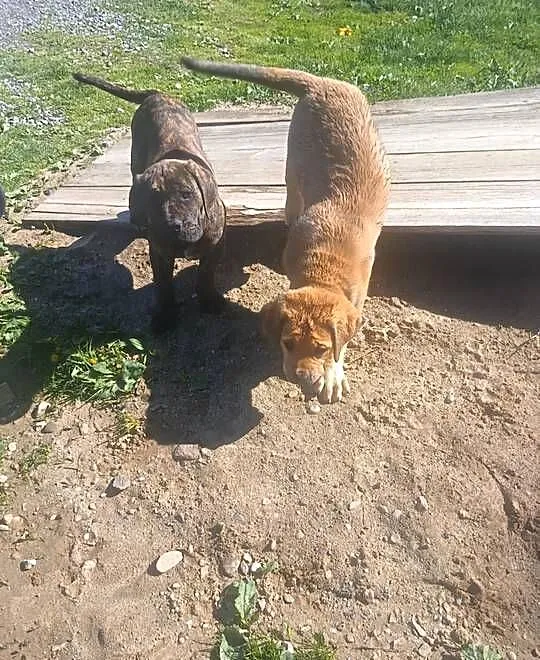 Boerboel szczeniak dziewczynka zkwp, Podkarpackie, Przecław