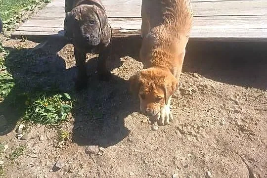 Boerboel szczeniak dziewczynka zkwp, Podkarpackie, Przecław