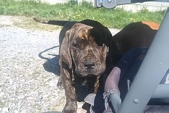 Boerboel szczeniak dziewczynka zkwp, Podkarpackie, Przecław