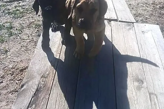 Boerboel szczeniak dziewczynka zkwp, Podkarpackie, Przecław