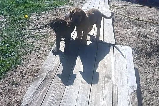 Boerboel szczeniak dziewczynka zkwp, Podkarpackie, Przecław