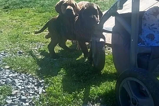 Boerboel szczeniak dziewczynka zkwp, Podkarpackie, Przecław