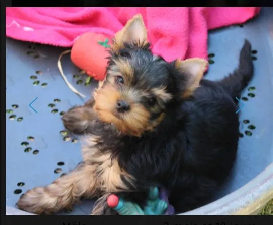 Urocze szczenięta yorkshire terrier do adopcji e-mail:.. {{amandinelisa01@gmail.com}}, , Wrocławice