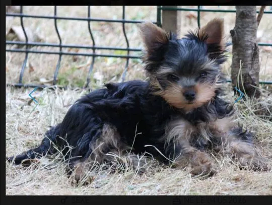 Urocze szczenięta yorkshire terrier do adopcji e-mail:.. {{amandinelisa01@gmail.com}}, , Wrocławice