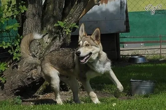 NORRIS- młody, energiczny pies husky