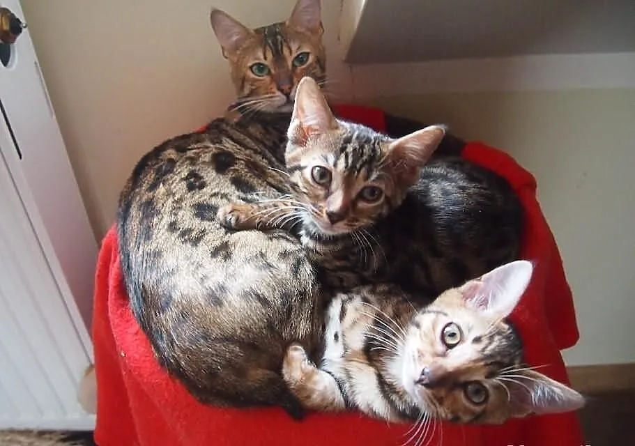 Koty bengalskie