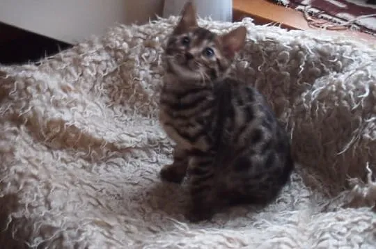 Koty bengalskie