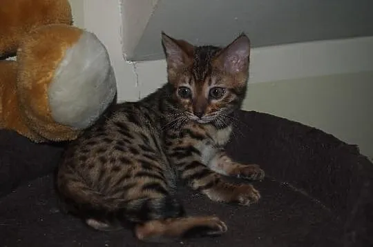 Koty bengalskie