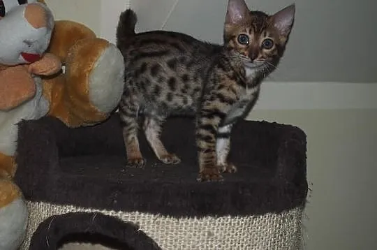 Koty bengalskie