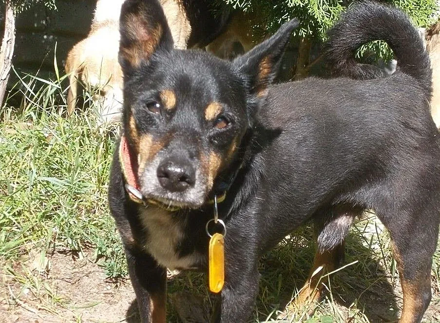 [Do adopcji}: NERUŚ - malutki, spokojny piesek!, Łódzkie, Łódź