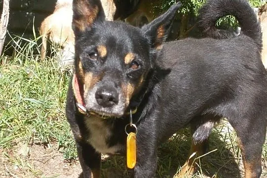 [Do adopcji}: NERUŚ - malutki, spokojny piesek!, Łódzkie, Łódź