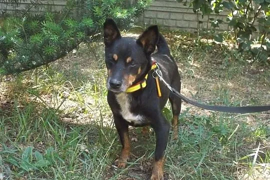 [Do adopcji}: NERUŚ - malutki, spokojny piesek!, Łódzkie, Łódź