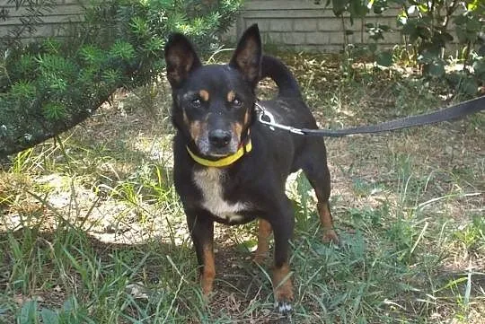 [Do adopcji}: NERUŚ - malutki, spokojny piesek!, Łódzkie, Łódź