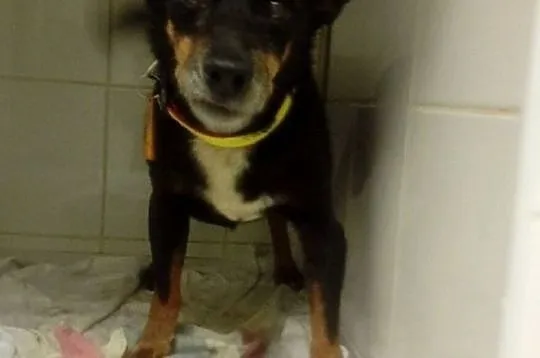 [Do adopcji}: NERUŚ - malutki, spokojny piesek!, Łódzkie, Łódź