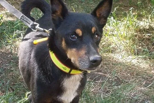 [Do adopcji}: NERUŚ - malutki, spokojny piesek!, Łódzkie, Łódź
