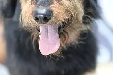 Dżager szuka domu!