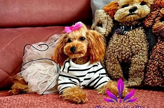 Dostępna sunia xxs teacup pudel toy, Podkarpackie, Jasło
