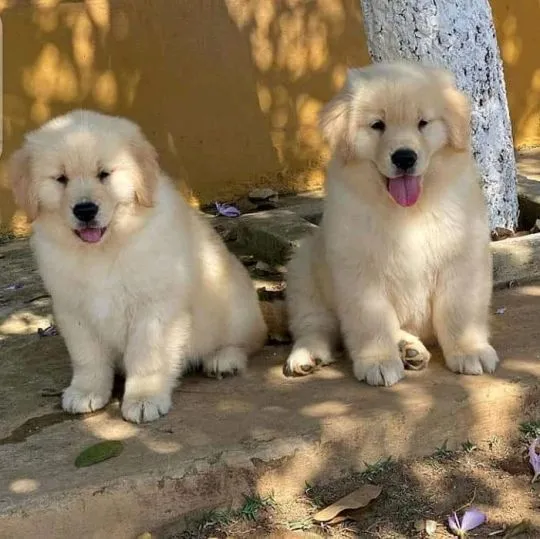 Zdrowe szczenięta Golden Retriever gotowe na nowy dom.................