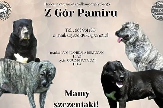 Owczarek Środkowoazjatycki