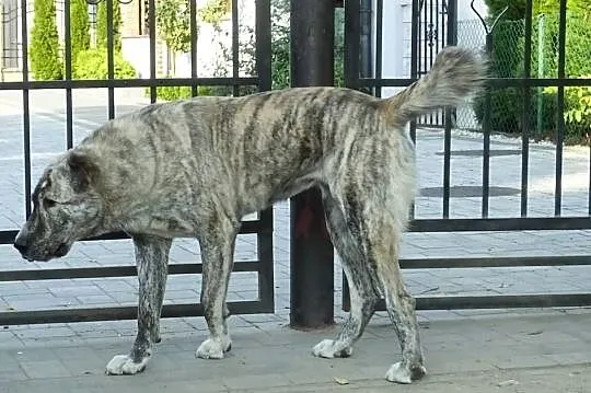 Owczarek Środkowoazjatycki, Wielkopolskie, Konin